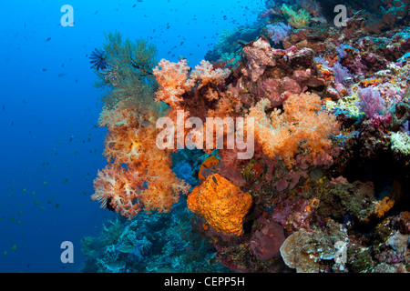 Colorati coralli molli, Dendronephthya sp., Halmahera, nelle Molucche, Indonesia Foto Stock