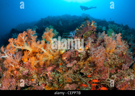 Colorati coralli molli, Dendronephthya sp., Halmahera, nelle Molucche, Indonesia Foto Stock