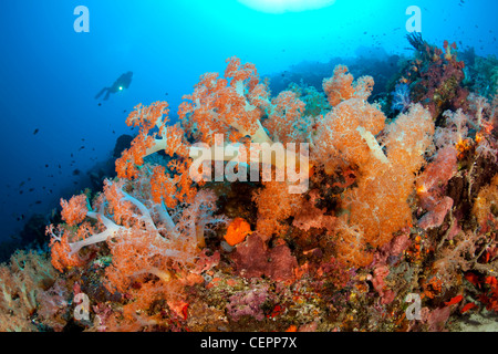 Colorati coralli molli, Dendronephthya sp., Halmahera, nelle Molucche, Indonesia Foto Stock