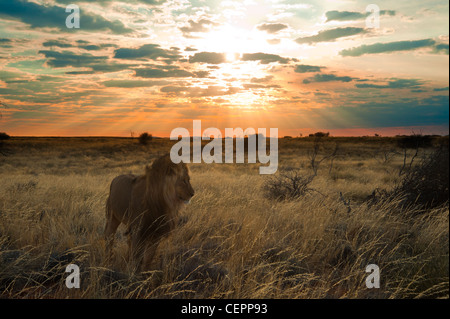 Leone Kalahari dal manto nero con tramonto e striature chiare Foto Stock