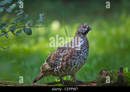 Haselhuhn Francolino di monte Hazel Hen Tetrastes bonasia Foto Stock