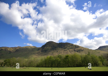 Pecora che pascola in The Langdale valley nel distretto del lago (vicino a Grasmere). Foto Stock