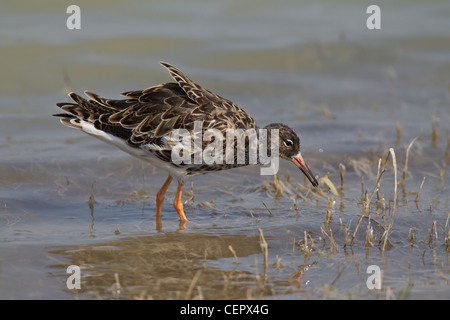 Kampfläufer Philomachus pugnax ruff limicola Foto Stock