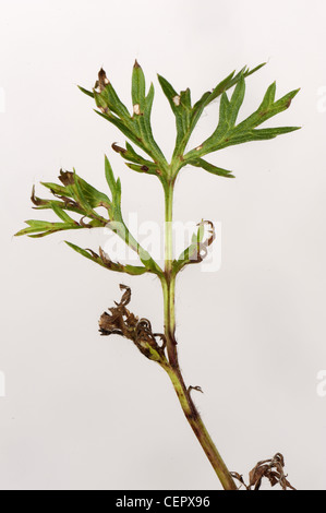 Il fungo che macchia di foglia su foglie di un "pasque flower (Pulsatilla vulgaris) Foto Stock