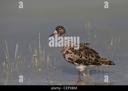 Kampfläufer Philomachus pugnax ruff limicola Foto Stock