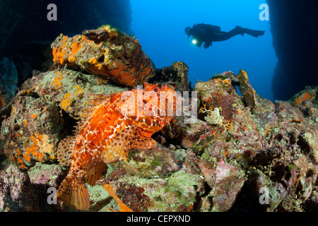 Subacqueo e grande pesce, Scorpaena scrofa, Isola di Vis, Mare Adriatico, Croazia Foto Stock