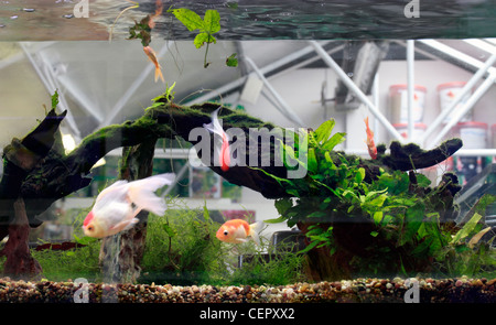 Goldfish in un serbatoio. goldfish (Carassius auratus auratus) è un pesce di acqua dolce nella famiglia Cyprinidae di ordine cipriniformi. Ho Foto Stock