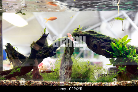 Goldfish in un serbatoio. goldfish (Carassius auratus auratus) è un pesce di acqua dolce nella famiglia Cyprinidae di ordine cipriniformi. Ho Foto Stock