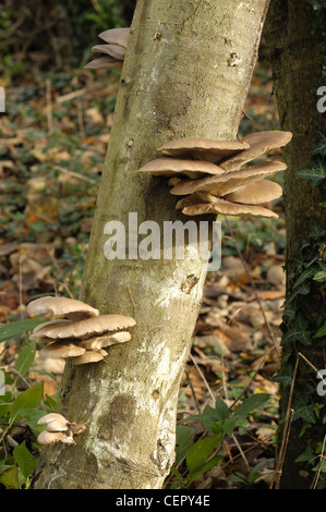 Ostriche coltivate (fungo Pleurotus ostreatus) che cresce su un registro di faggio dopo incubazione Foto Stock