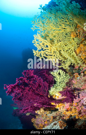 Corallo nero e gorgonie rosse, Gerardia savaglia, Paramuricea clavata, Isola di Vis, Mare Adriatico, Croazia Foto Stock