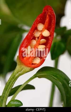 La sezione attraverso il caldo rosso frutto di pentola cresciuto peperoncino per mostrare le sementi Foto Stock