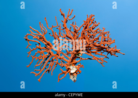 Il ramo di corallo rosso, Corallium rubrum, Isola di Vis, Mare Adriatico, Croazia Foto Stock