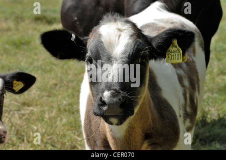 Holstein x blu belga vitello nutrice su pascolo, Devon, Agosto Foto Stock