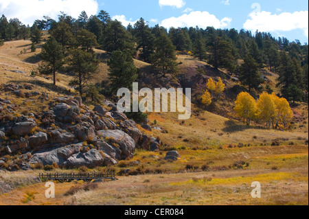 Pascolo nella regione di Rocky Mountain del colorado Foto Stock