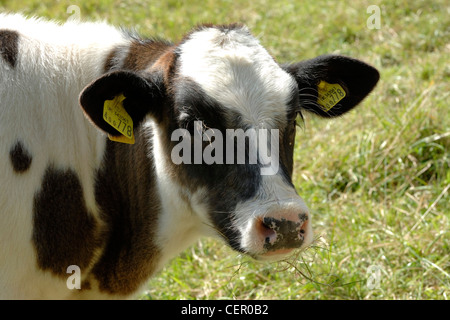 Holstein x blu belga vitello nutrice su pascolo, Devon, Agosto Foto Stock