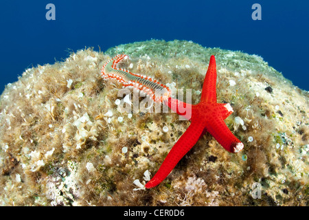 Incendio di alimentazione della vite senza fine sulla stella di mare, Hermodice carunculata, Isola di Vis, Mare Adriatico, Croazia Foto Stock