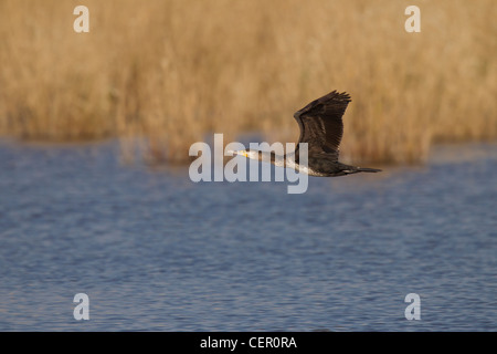 Kormoran, Phalacrocorax carbo, cormorani Foto Stock