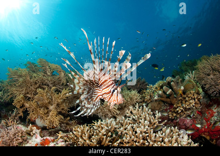 Leone sulla barriera corallina, pterois volitans, di Tubbataha Reef, Mare di Sulu, Filippine Foto Stock