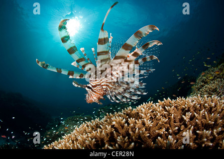 Leone sulla barriera corallina, pterois volitans, di Tubbataha Reef, Mare di Sulu, Filippine Foto Stock