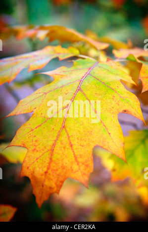 Foglie di autunno in un REGNO UNITO PARCO NAZIONALE NEL REGNO UNITO. Foto Stock