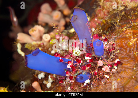 Blue Ascidian in Coral Reef, Rhopalaea sp., di Tubbataha Reef, Mare di Sulu, Filippine Foto Stock