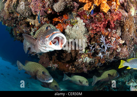 Arlecchino Sweetlips sulla stazione di pulizia, Plectorhinchus chaetodonoides, di Tubbataha Reef, Mare di Sulu, Filippine Foto Stock