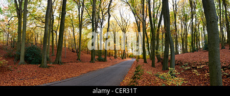 Vista panoramica di una strada che attraversa un bosco autunnale. Foto Stock