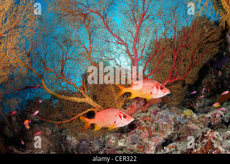 Paio di Squirrelfish Gigante, Sargocentron spiniferum, di Tubbataha Reef, Mare di Sulu, Filippine Foto Stock