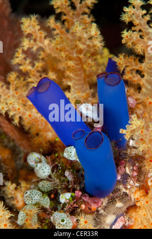 Blue Ascidian in Coral Reef, Rhopalaea sp., di Tubbataha Reef, Mare di Sulu, Filippine Foto Stock