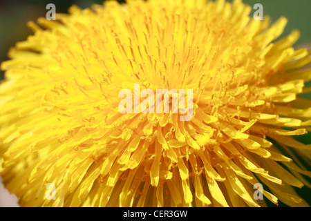 Tarassaco Taraxacum officinale Il tarassaco è una pianta perenne, pianta erbacea con lunghi, forma a lancia le foglie. Essi sono così profondamente Foto Stock