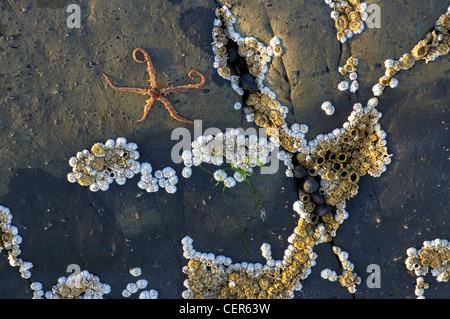 Cozze, cirripedi e stelle marine su una roccia sulla spiaggia, Bamburgh, Northumbiria, England, Regno Unito Foto Stock