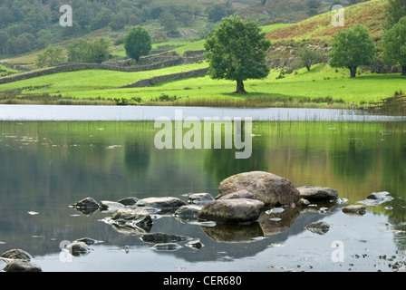 Una vista su scogli emergenti dal Watendlath Tarn per muri in pietra a secco e colline in Cumbria. Foto Stock