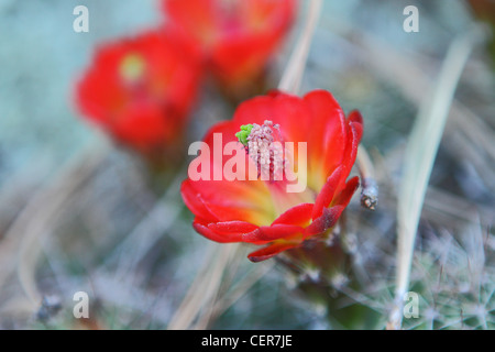 Rosso brillante cactus hedgehog fiori che crescono da un muschio coperto rock Foto Stock