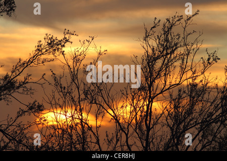 Fiery Deserto Sonoran tramonto cielo illuminato Foto Stock