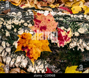 Autunno foglie di acero sul marciume log con funghi Foto Stock