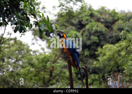 Un pappagallo blu riposare ancora su di una succursale o di un bastone di legno di un albero in una foresta. Egli sta avendo un resto. Il suo mantello è di colore blu e giallo arancione Foto Stock