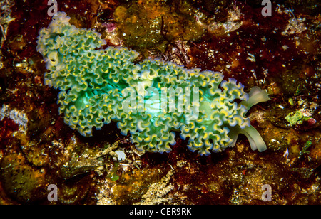 La lattuga di mare (Slug Tridachia crispata)SLUG EA (Tridachia crispata) alimentazione sulla barriera corallina Foto Stock