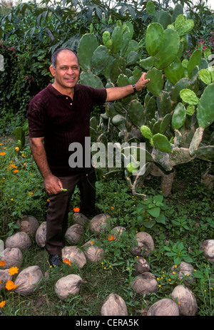 1 Un uomo messicano agricoltore ispezione di ficodindia cactus, contatto visivo, vista frontale, nel villaggio di Ixtapa in stato di Jalisco in Messico Foto Stock