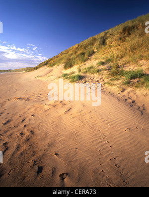 Tracce di uccelli nella sabbia dorata della baia di Beadnell. La spiaggia è stata premiata con la bandiera blu spiaggia rurale award nel 2005. Foto Stock