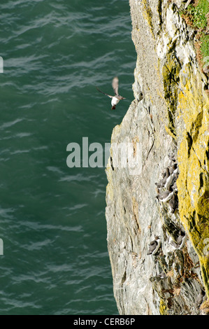 A Guillemot in arrivo a terra a sud di pila Anglesey Foto Stock