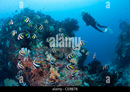 Subacqueo e Pennant Bannerfish, Heniochus diphreutes, North Male Atoll, Oceano Indiano, Maldive Foto Stock