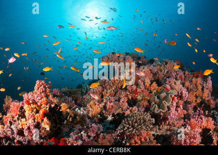 Anthias Oltre coralli molli, North Male Atoll, Oceano Indiano, Maldive Foto Stock