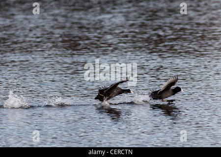 Coot inseguendo la folaga Foto Stock