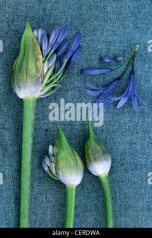 Out of Africa tre stelle di mezzanotte Agapanthus le teste dei fiori scoppio aperto su un tessuto denim sfondo Foto Stock