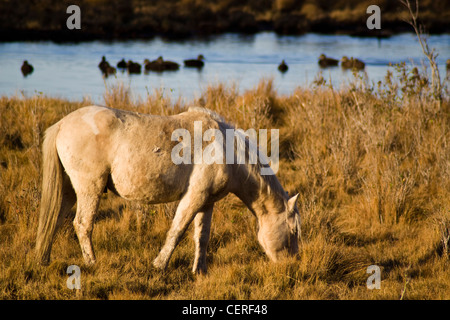 Un Chincoteague pony selvatici al pascolo in una erba palustre area a Assateague Island Virginia Foto Stock