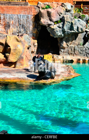 Sea Lion Enclosure, Loro Parque aquarium e il parco a tema, Costa Adeje, Tenerife, Isole Canarie, Spagna Foto Stock