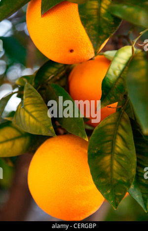 Arance crescente su albero Foto Stock
