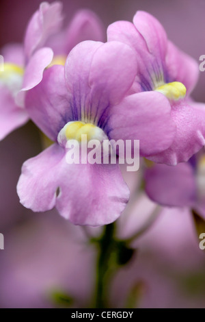 Bocca di Leone (Antirrhinum majus) fiori close up, England, Regno Unito Foto Stock