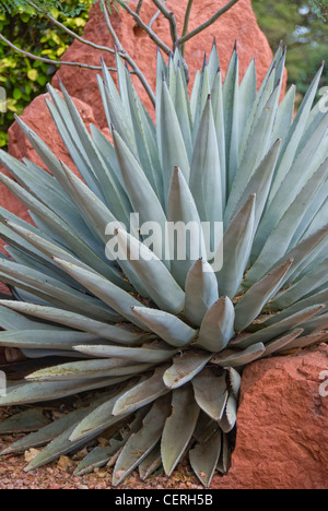 Secolo impianto (Agave Americana) a Sedona, in Arizona Foto Stock