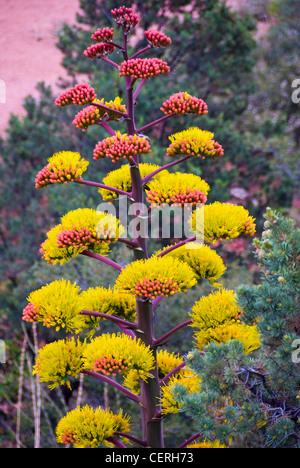 Secolo impianto (Agave Americana) a Sedona, in Arizona Foto Stock